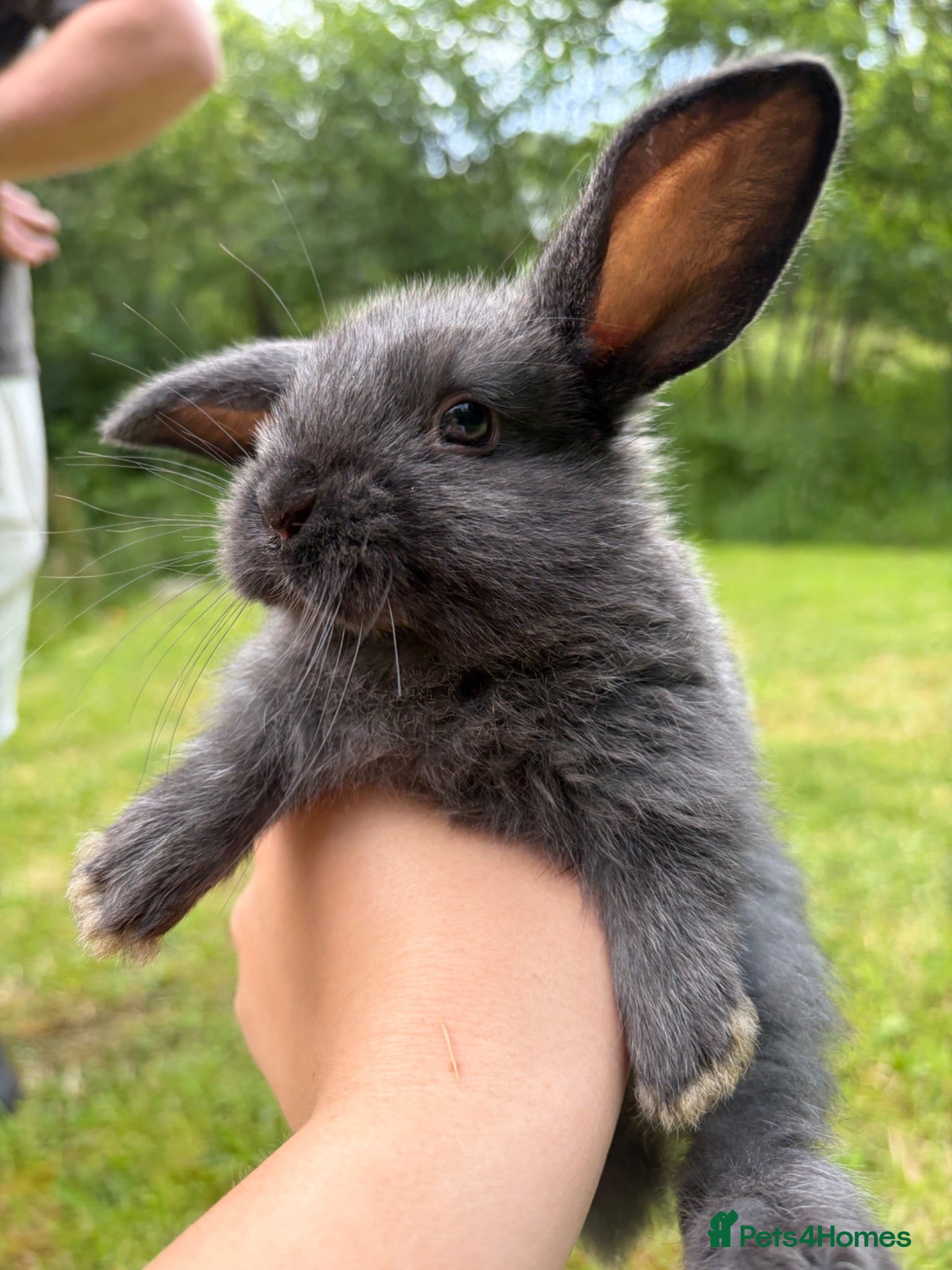 Mixed Breed rabbits English Spot cross Mini Lops - Advert 1