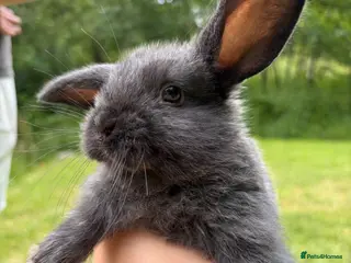Mixed Breed rabbits for sale: English Spot cross Mini Lops - Advert 3