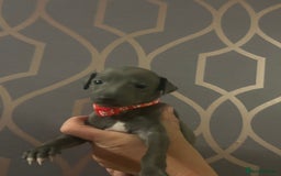 Italian Greyhound dogs for sale: 1 boy left  - Image 18