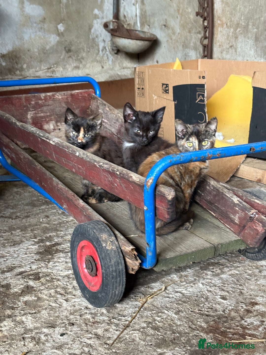 Mixed Breed cats for sale: Farm kittens  - Image 7