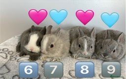 Netherland Dwarf rabbits for sale: 14 x Netherland Dwarf Bunnies 🐰🏡 🥰  - Image 13