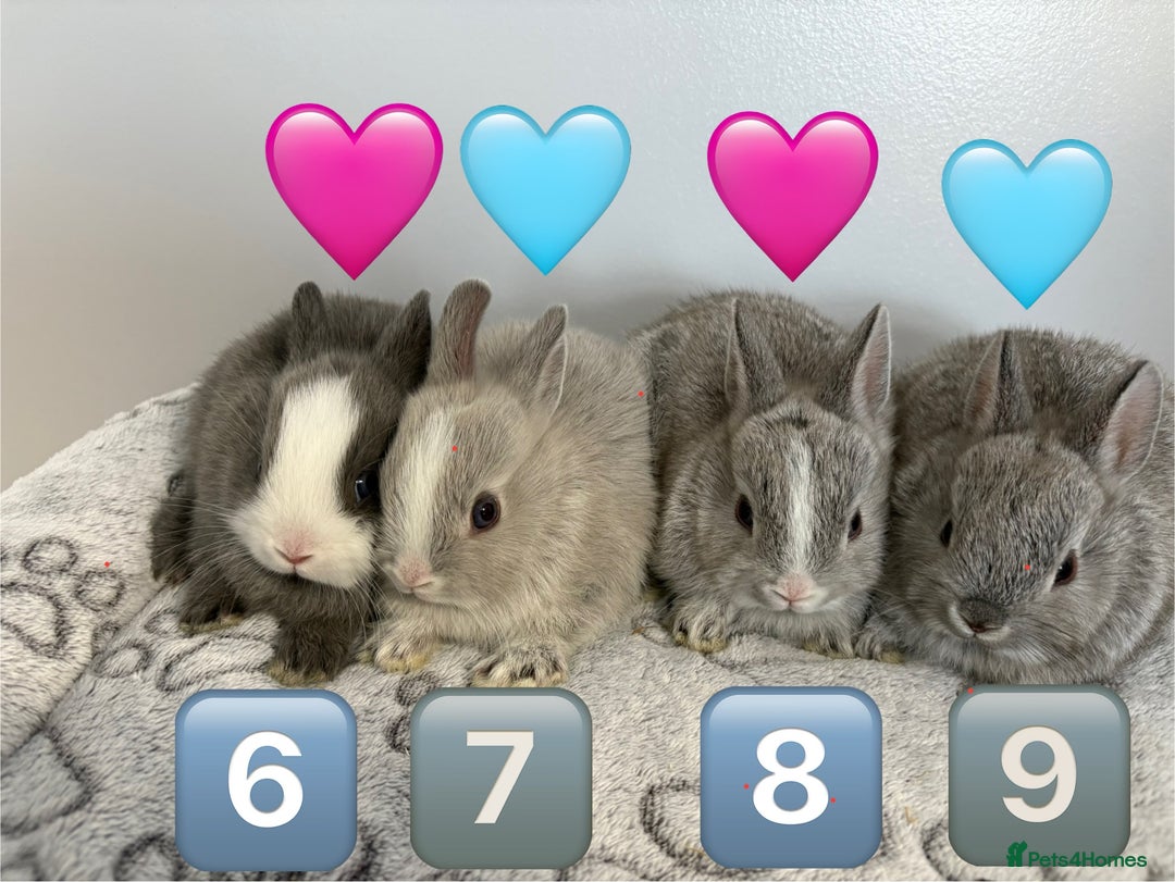 Netherland Dwarf rabbits for sale: 14 x Netherland Dwarf Bunnies 🐰🏡 🥰  - Image 13