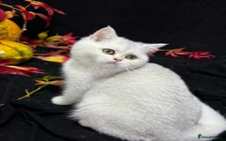 British Shorthair cats for sale: Tica British short hair kittens  - Image 12