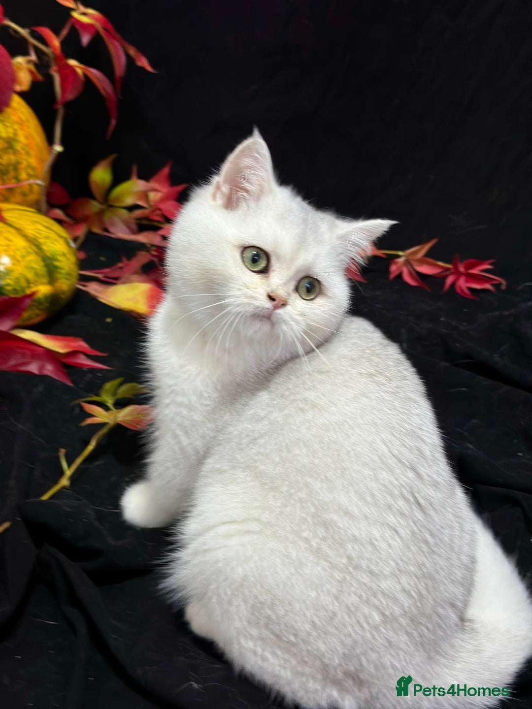 British Shorthair cats for sale: Tica British short hair kittens  - Image 12