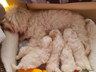 Bichon Frise dogs ❤️ ❤️ ❤️ LOVELY BICHON FRISE - Advert 9