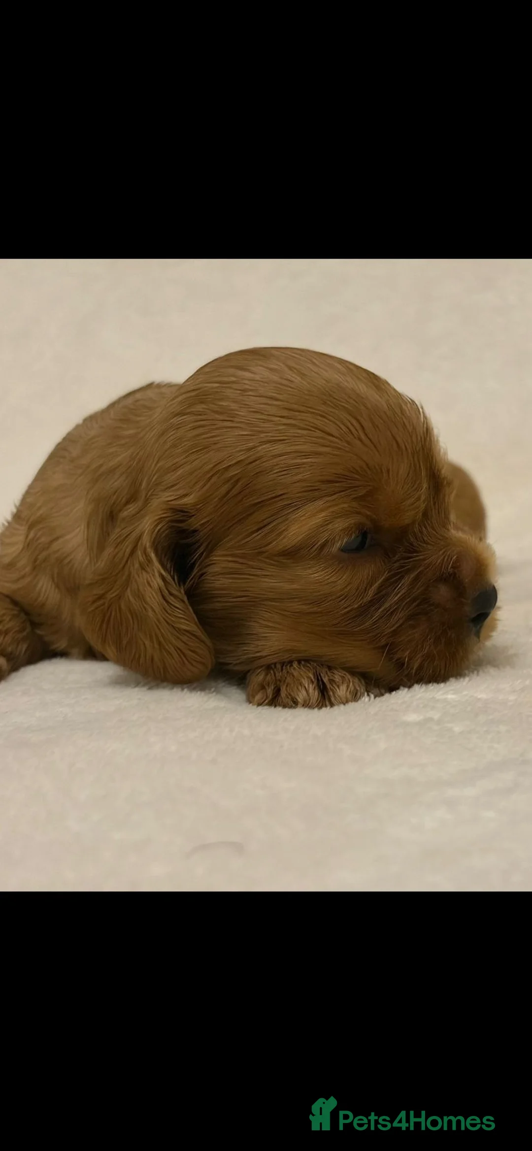 Cockalier dogs for sale: Superb Cockalier puppies - health tested parents - Advert 4