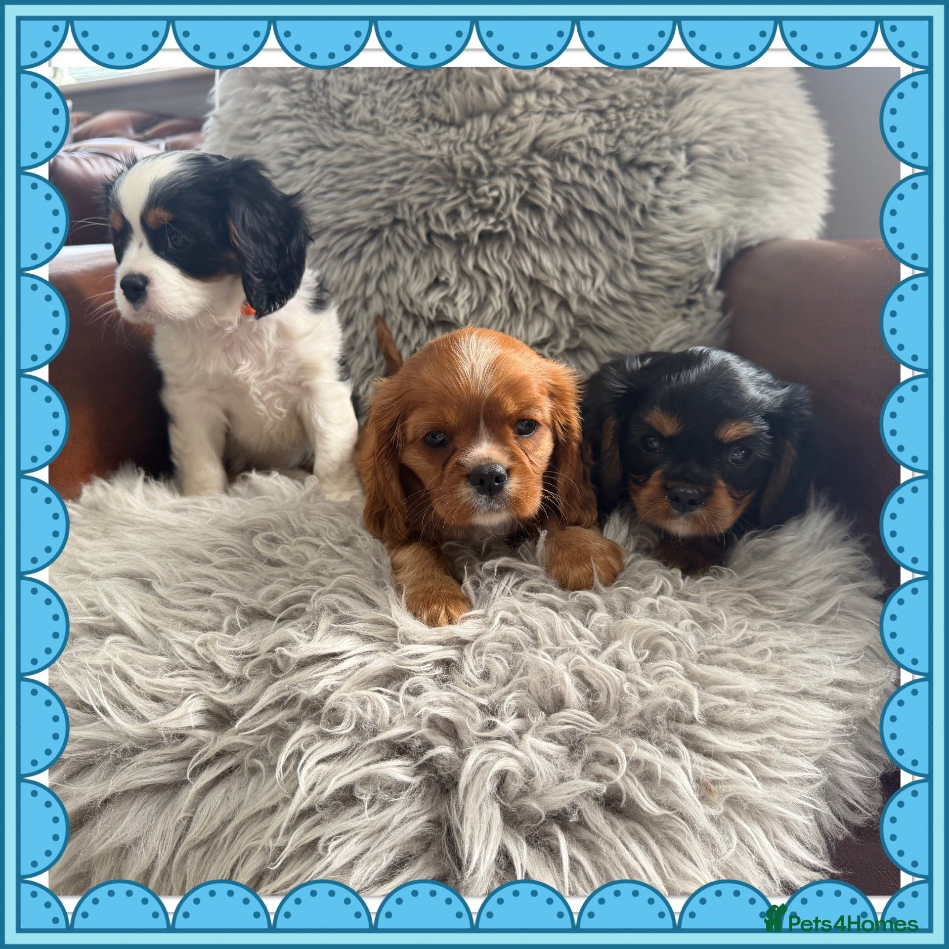 Cavalier King Charles Spaniel dogs King Charles cavalier puppies  - Advert 1
