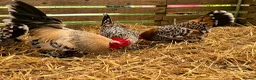 Chickens poultry for sale: Sablepoot bantam chicks, growers, hens, eggs - Advert 3