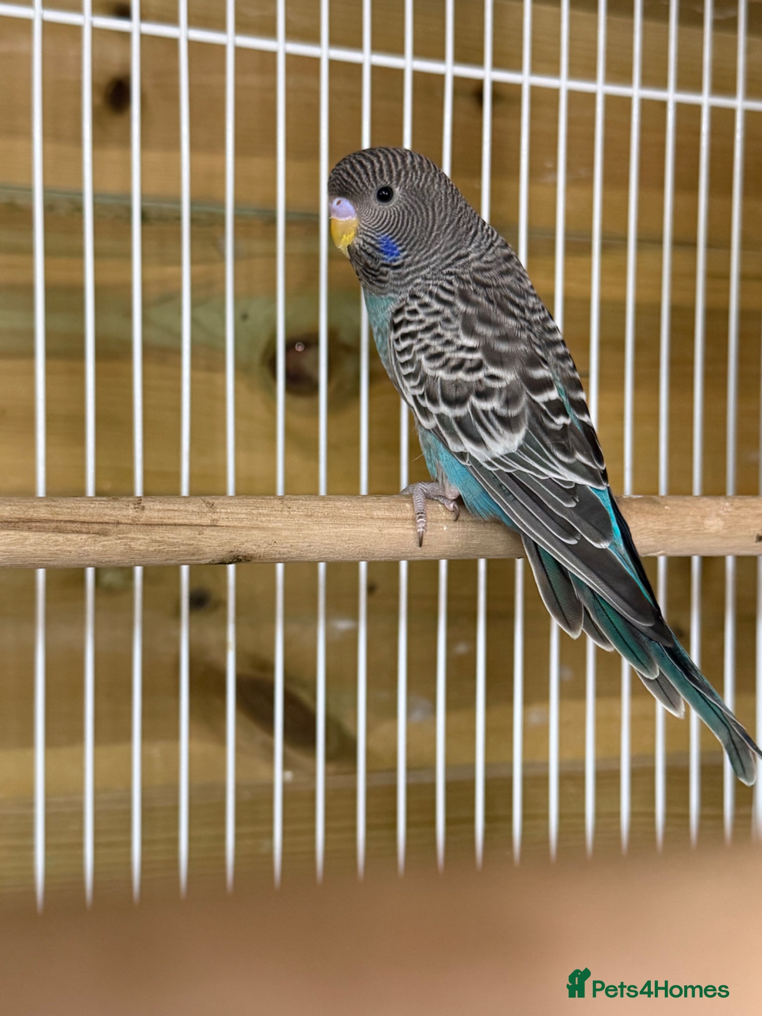 Budgerigars birds for sale: Young black face budgies - Advert 5