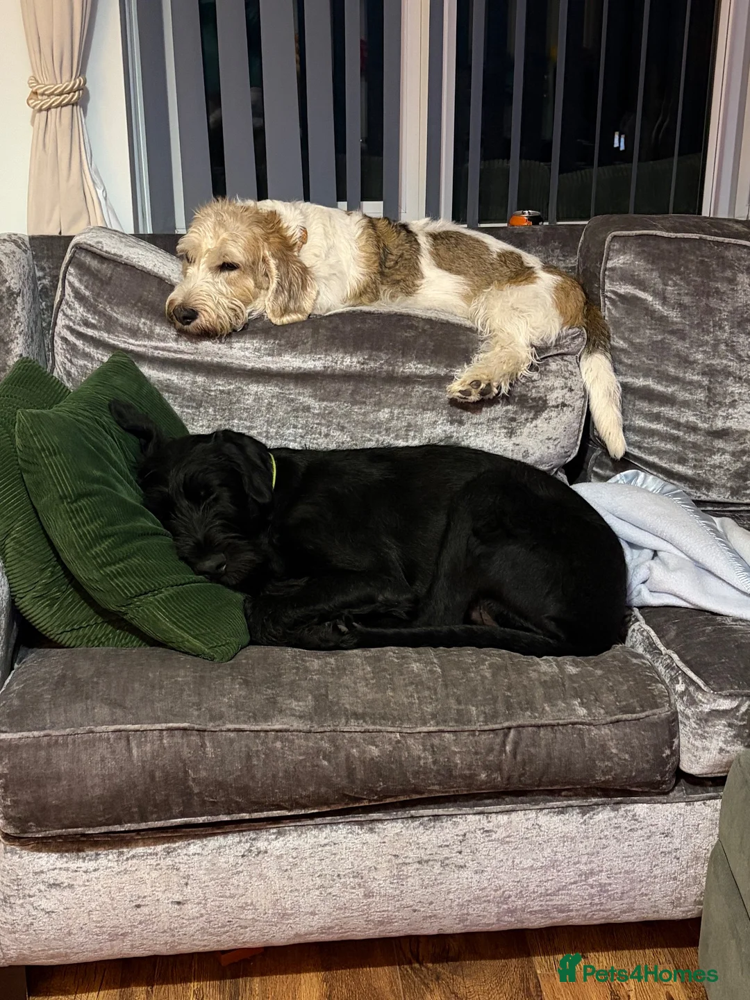 Russian Black Terrier dogs for sale: 5/6months old Black Russian terrier female  - Advert 6