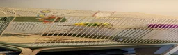 Budgerigars birds for sale: 2 lovely male budgies for sale with cage  in Wednesbury - Advert 4