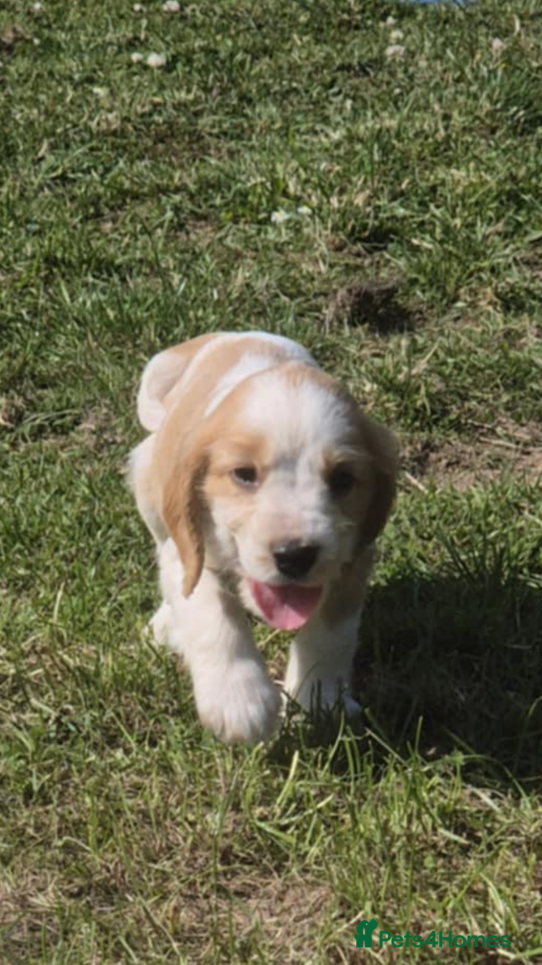 Cocker Spaniel dogs for sale: COCKER SPANIEL PUPPIES READY NOW - Image 18