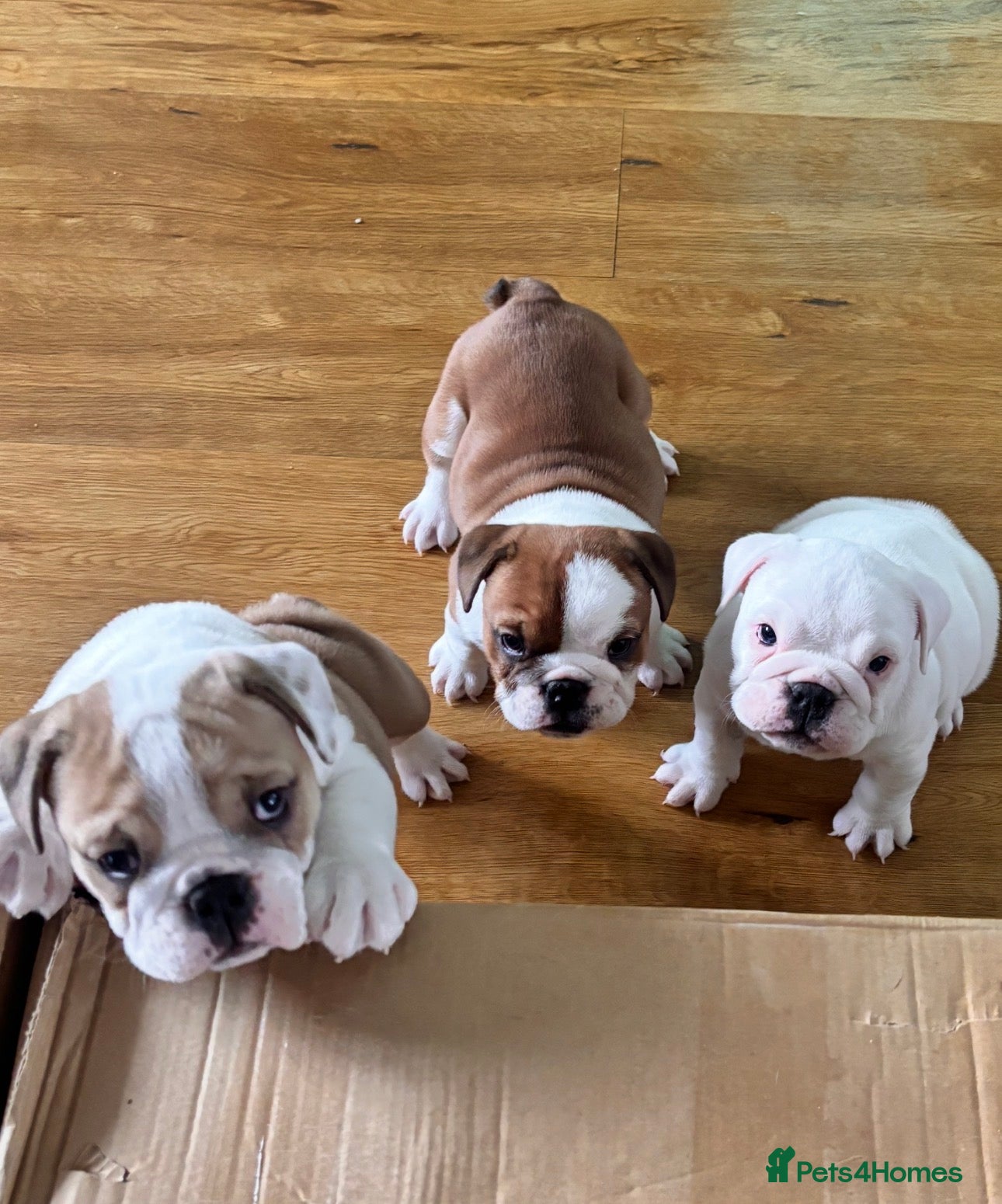 English Bulldog dogs 3 Red and white English bulldogs KC registered  - Advert 6