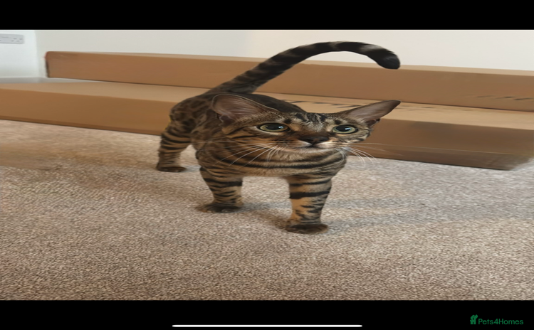 Bengal cats - Advert 2