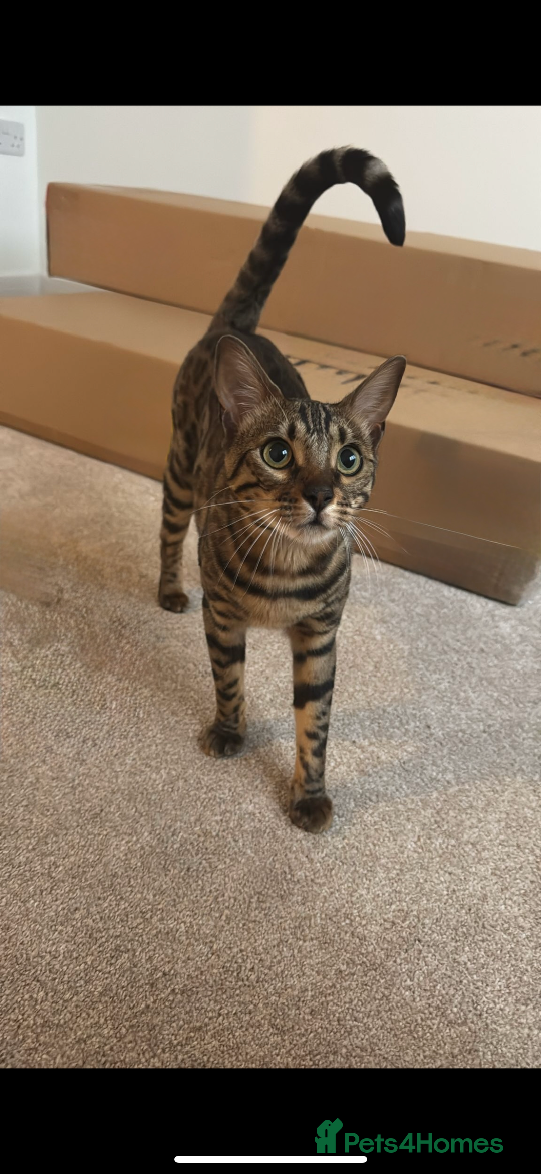 Bengal cats for sale: Bengal, Girl, 1yr old - Image 1