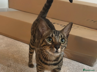 Bengal cats - Advert 4