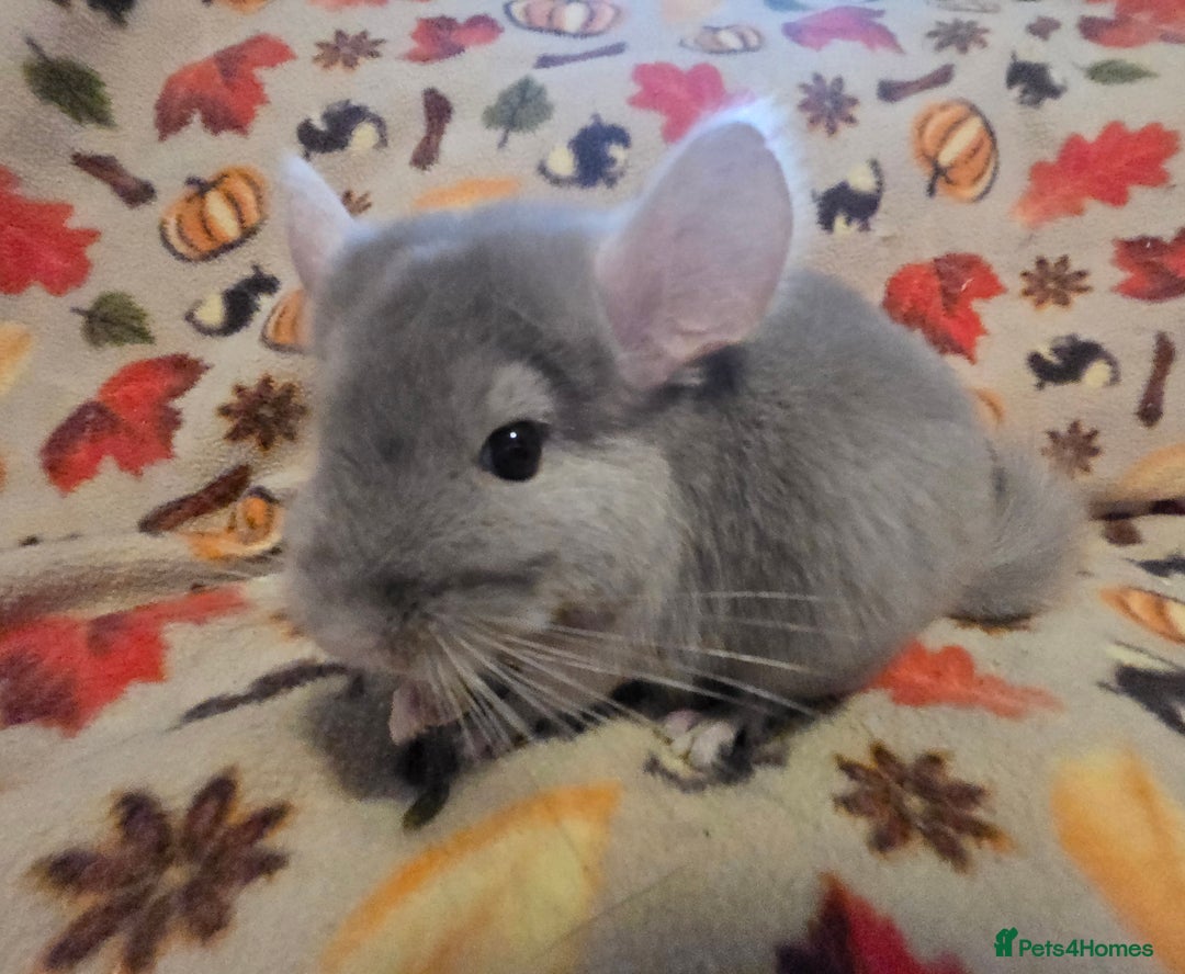 Chinchilla rodents for sale: Gorgeous Female Chinchilla  - Image 10