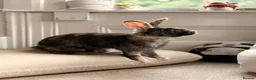Harlequin rabbits for sale: Harley-Blue 💙 in Brighton - Advert 6