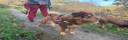 Shar Pei dogs for stud: Top quality full chco and tan bear coat  - Advert 5