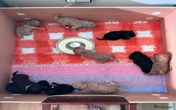 Sproodle dogs for sale: 10 FB2 sproodles puppies  - Image 6