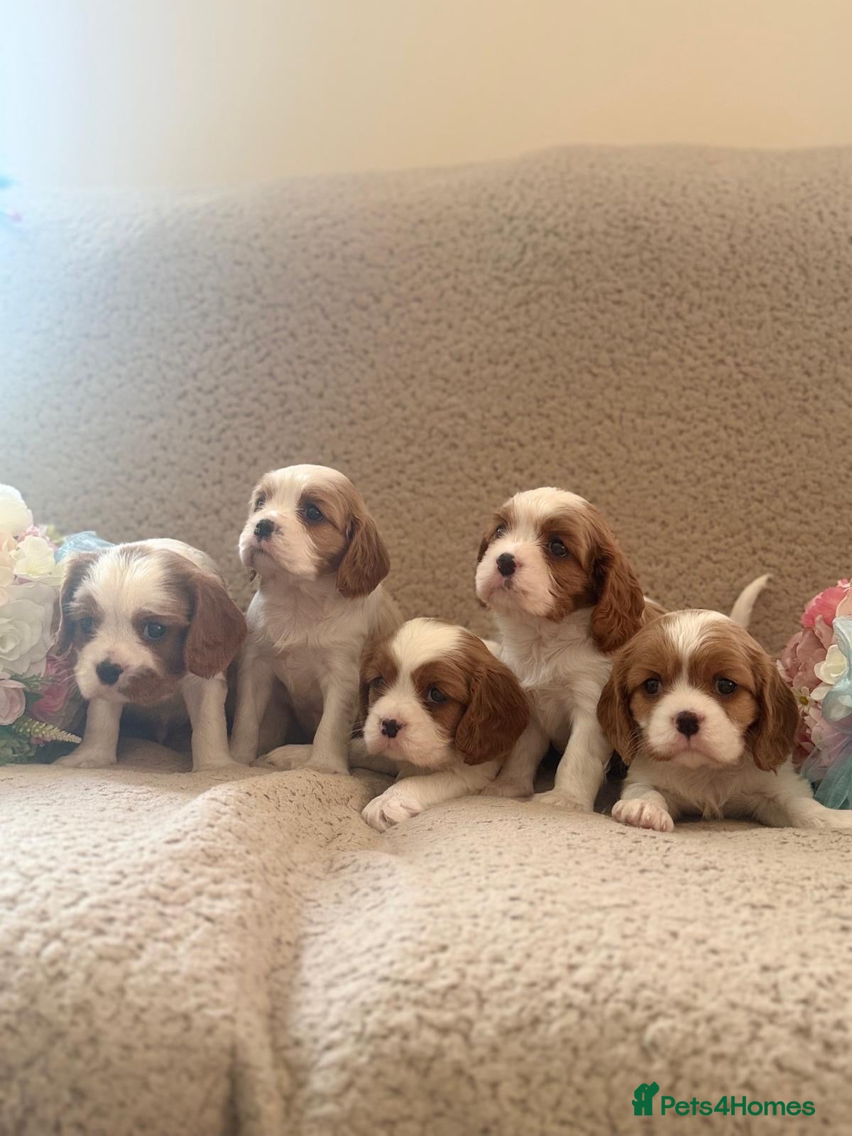 Cavalier King Charles Spaniel dogs Cavalier King Charles Spaniel KC registered  - Advert 1