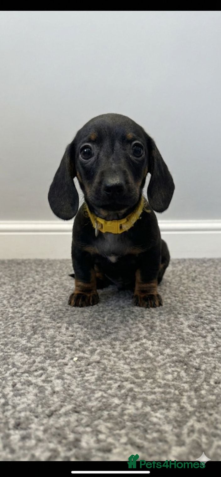 Miniature Dachshund dogs 1 Adorable miniature dachshund puppies - Advert 14