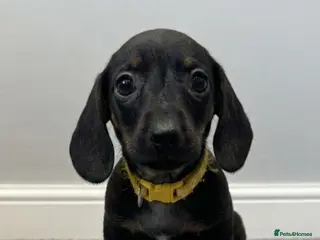 Miniature Dachshund dogs 1 Adorable miniature dachshund puppies - Advert 14