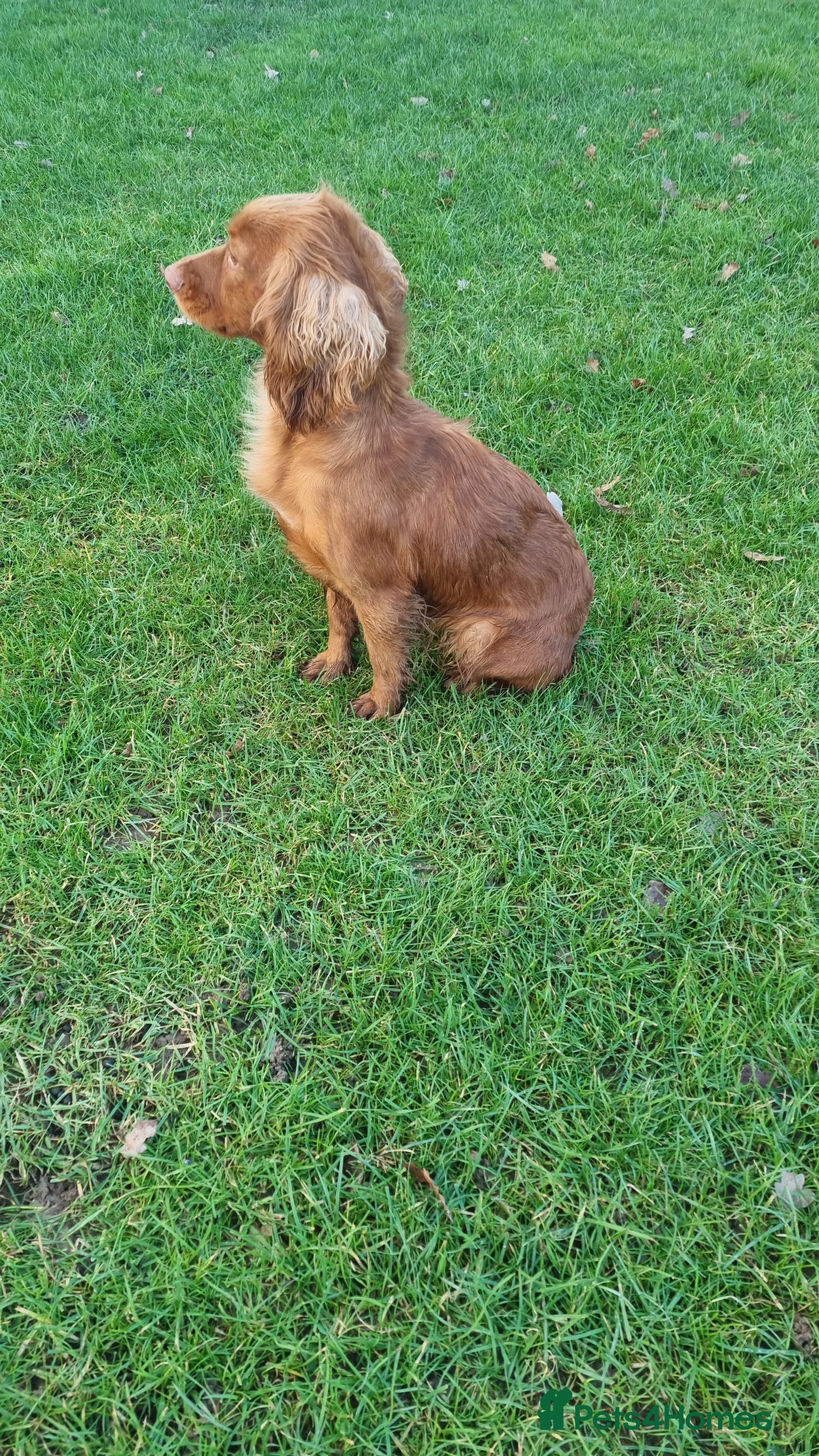 Cocker Spaniel dogs Cocker spaniel - Advert 5