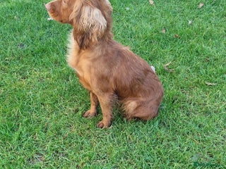 Cocker Spaniel dogs Cocker spaniel - Advert 18