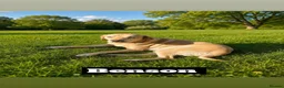 Labrador Retriever dogs for sale: 6 KC Registered Labrador Pups 3 Left !! - Advert 11