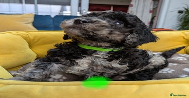 Miniature Poodle dogs - Advert 14
