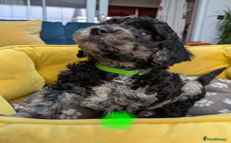 Miniature Poodle dogs - Advert 2