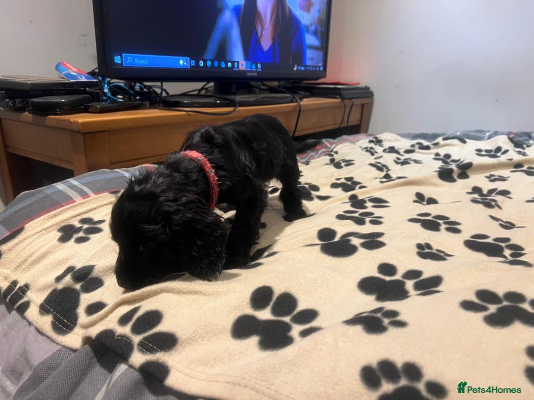 Cockapoo dogs for sale: Cocker spaniel/ cocapoo  - Advert 25