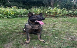 German Shepherd dogs for sale: Germany 🇩🇪 shepherd puppies dogs 🐕 big boned - Image 35