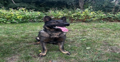 German Shepherd dogs - Advert 8