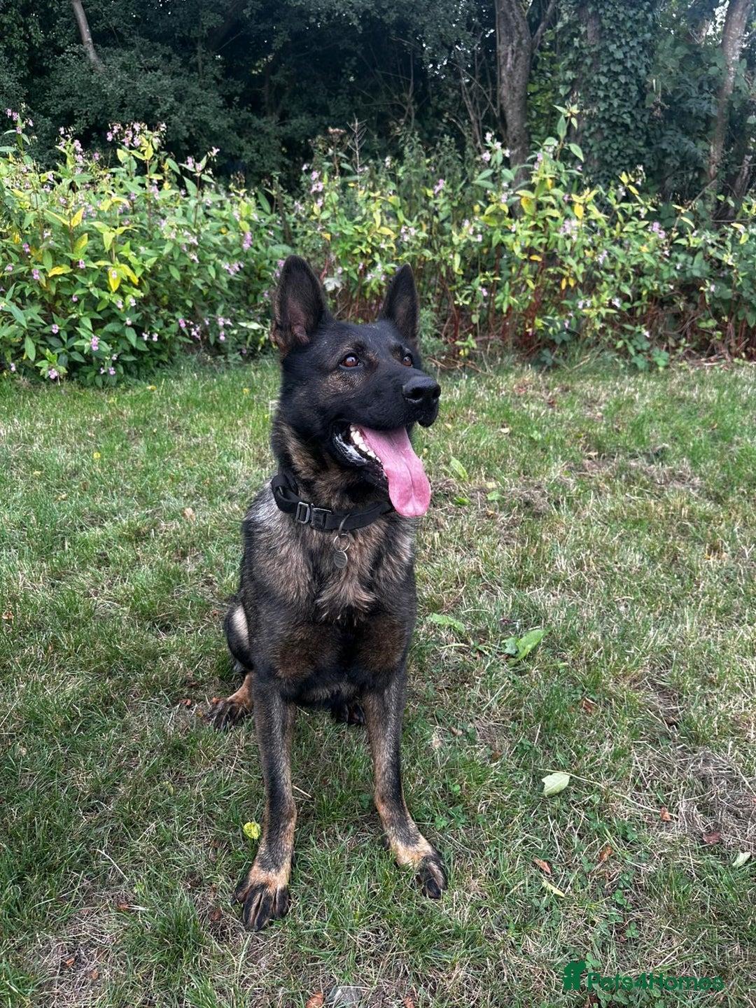 German Shepherd dogs for sale: Germany 🇩🇪 shepherd puppies dogs 🐕 big boned - Image 35