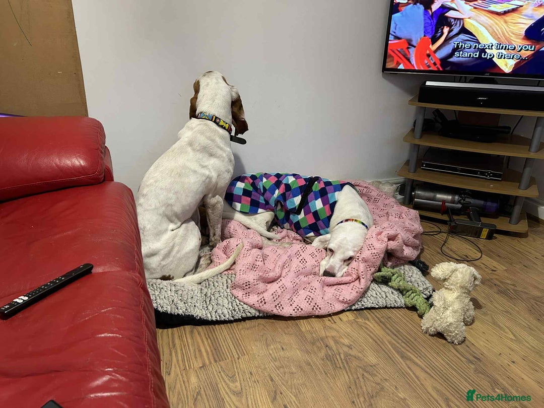 Mixed Breed dogs for adoption: Rocky - handsome Sabueso Hound for adoption - Advert 5