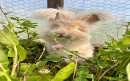 Angora rabbits for sale: Pedigree Full Faced & Maxi Faced English Angoras - Image 20