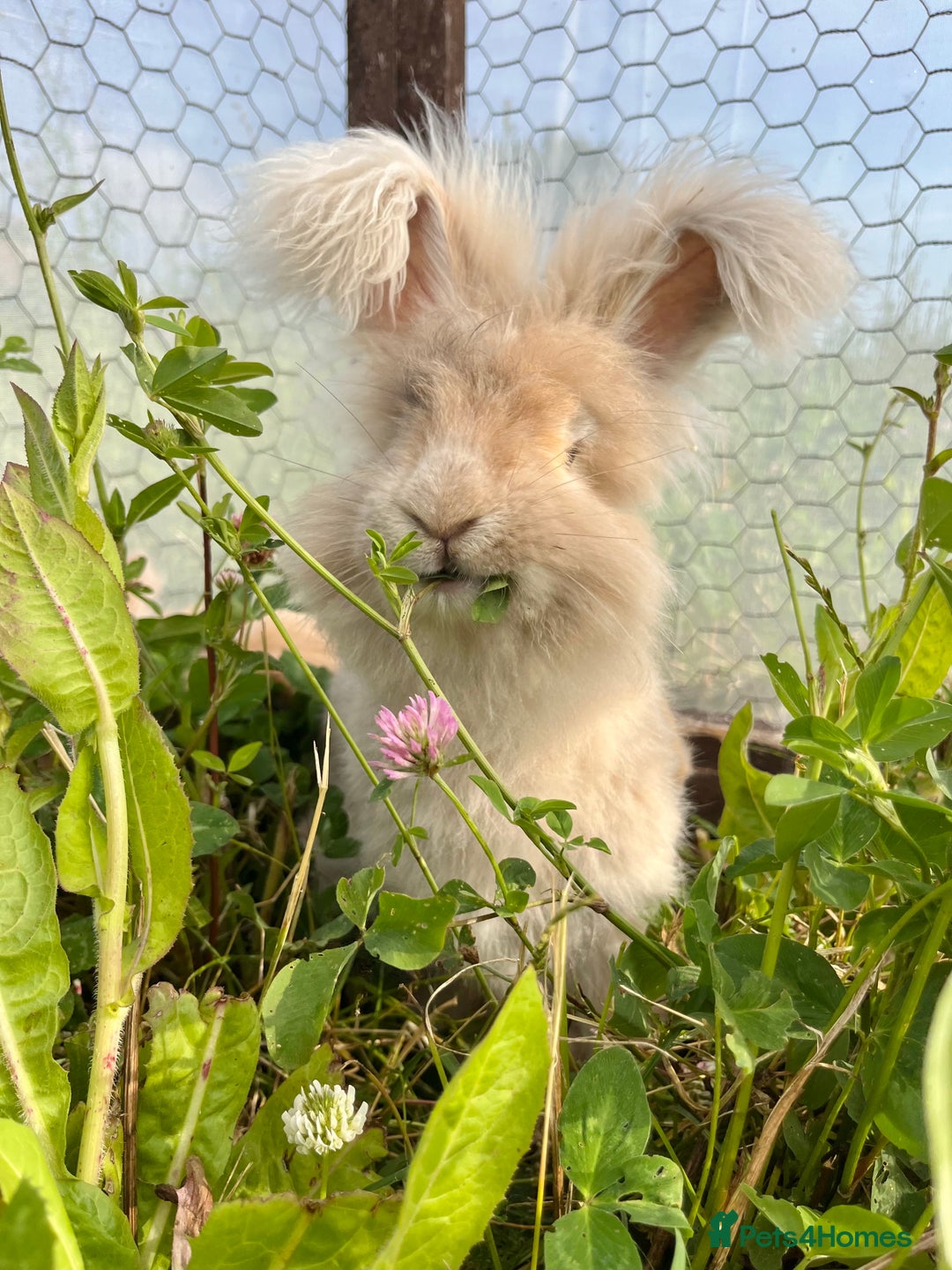 Angora rabbits for sale: Pedigree Full Faced & Maxi Faced English Angoras - Image 20