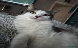 Ragdoll cats for sale: 2 Ragdoll mix fluffy cat  - Image 4