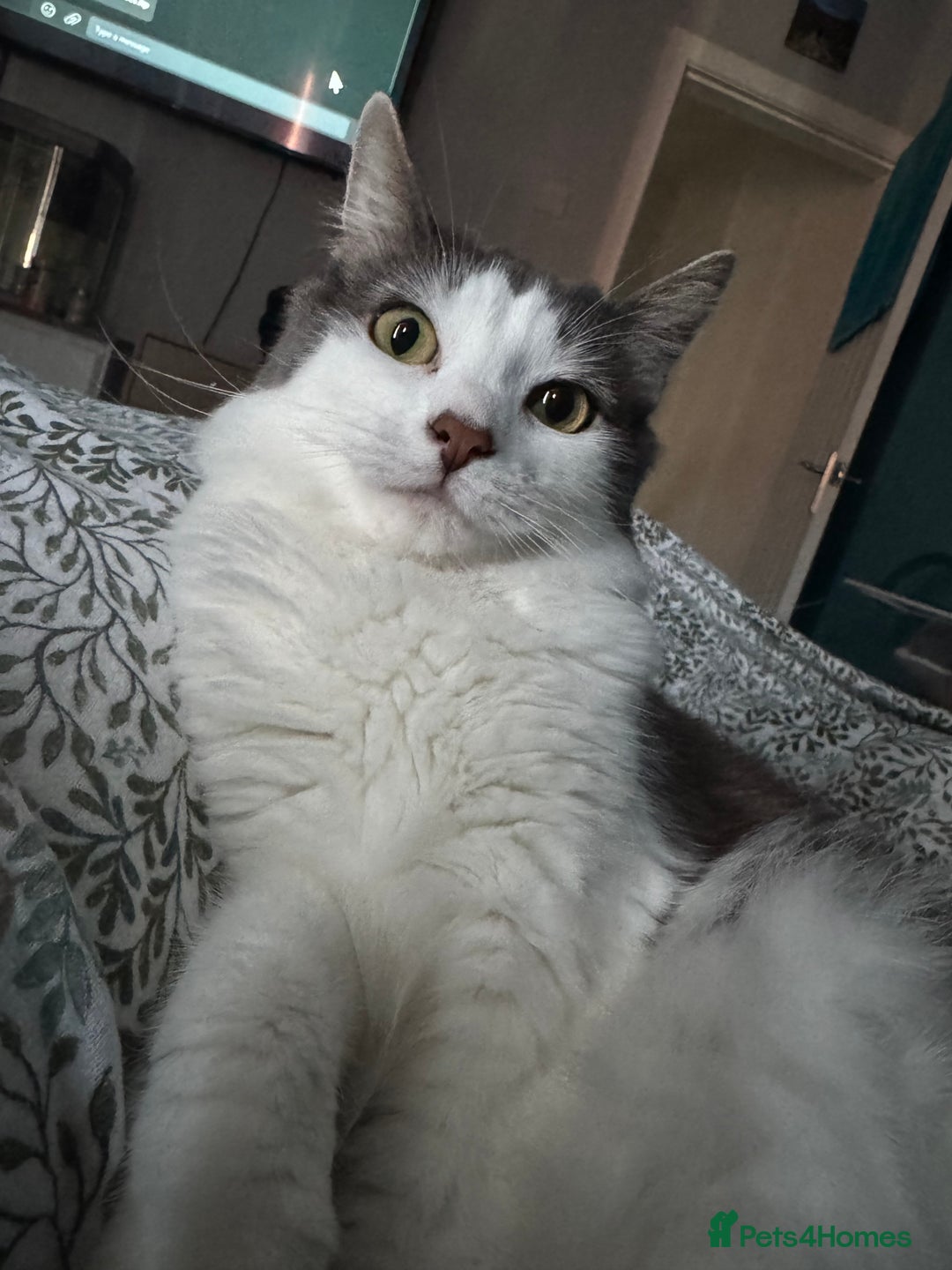 Ragdoll cats for sale: 2 Ragdoll mix fluffy cat  - Image 4