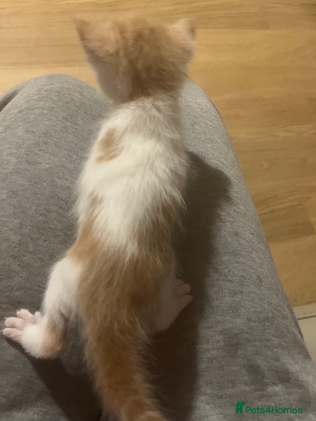 Mixed Breed cats for sale: Ginger tabby cats - Advert 9