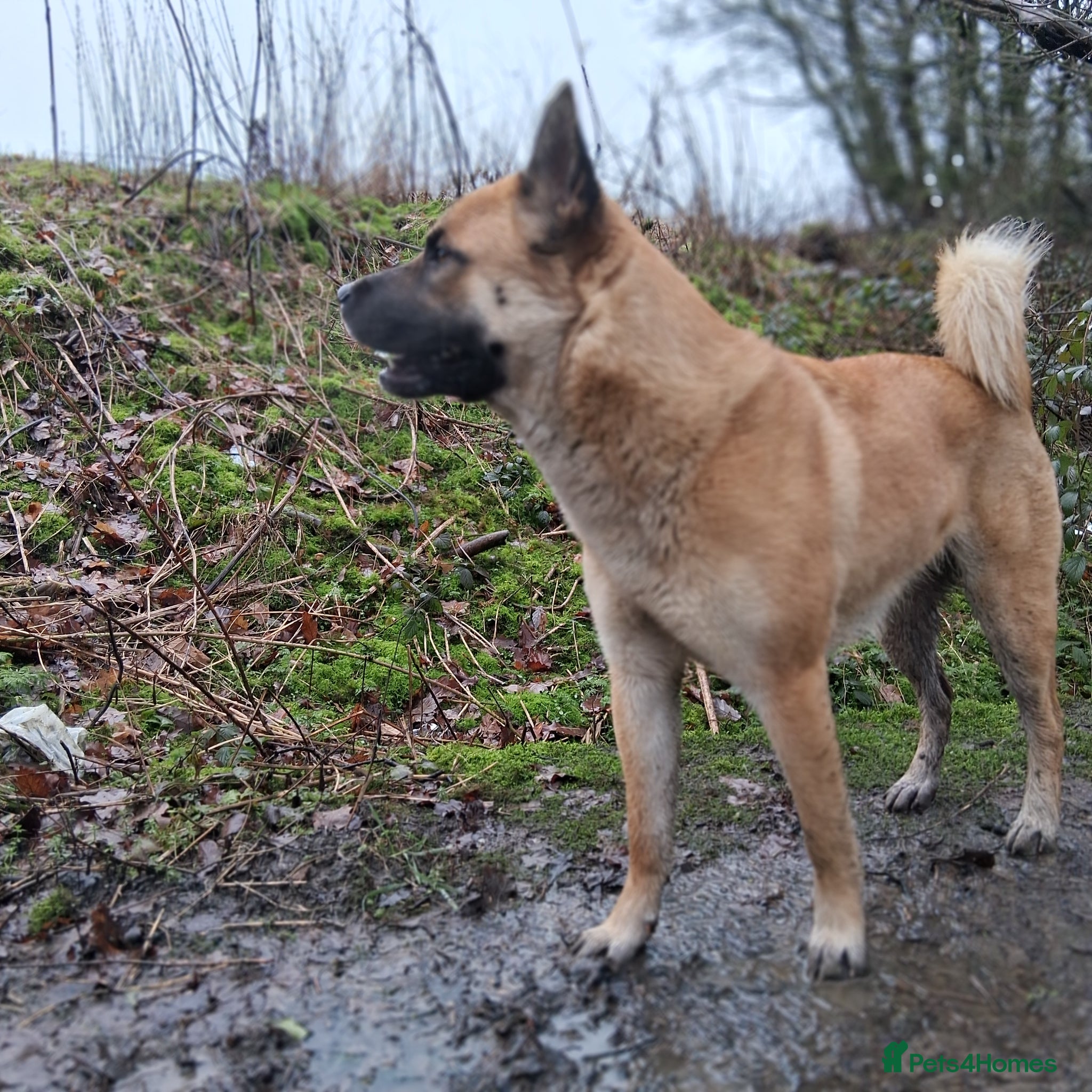 Mixed Breed dogs Mother akita x chow father beligum malamute  - Advert 1