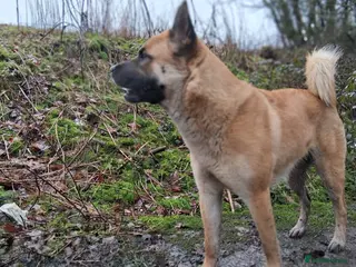 Mixed Breed dogs Mother akita x chow father beligum malamute - Advert 1