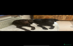 Labrador Retriever dogs for sale: Beautiful fox red and yellow lab puppies  - Image 27