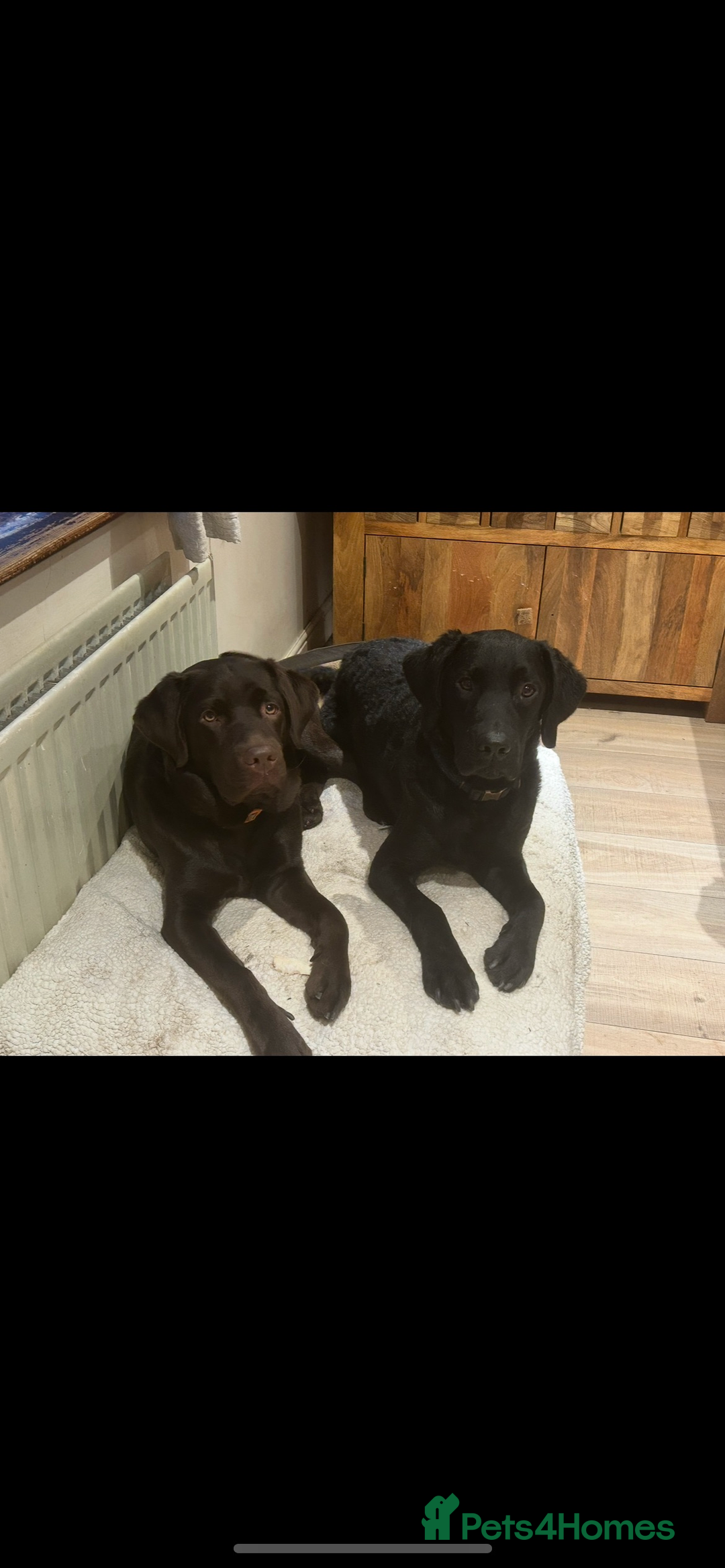 Labrador Retriever dogs for sale: Beautiful fox red and yellow lab puppies  - Image 27