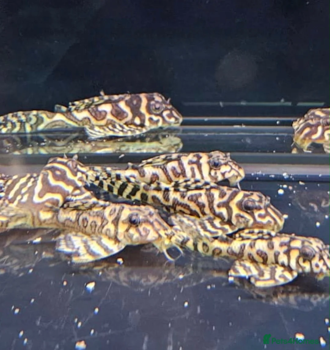Plecos fish for sale: L236sy. Sub adults.  - Advert 1