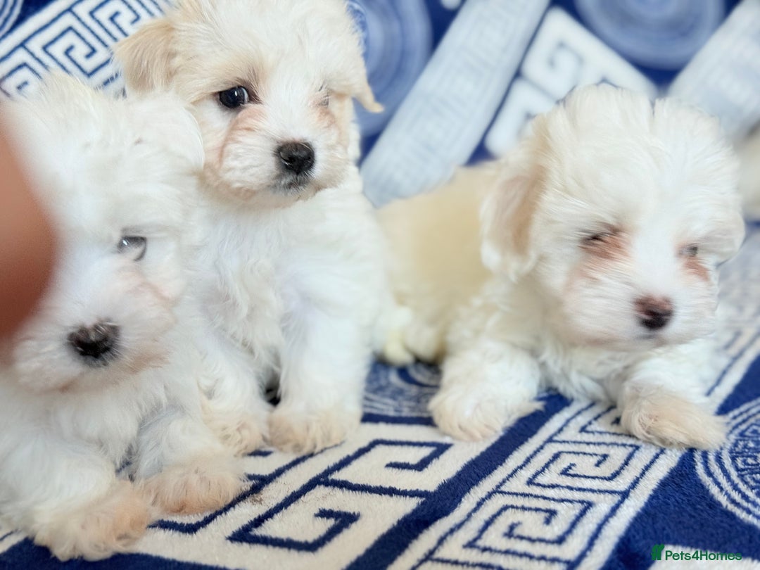 Maltese dogs for sale: Puppies Maltese  - Image 7
