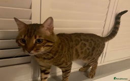 Bengal cats for sale: Beautiful Pure Bengal  - Image 9