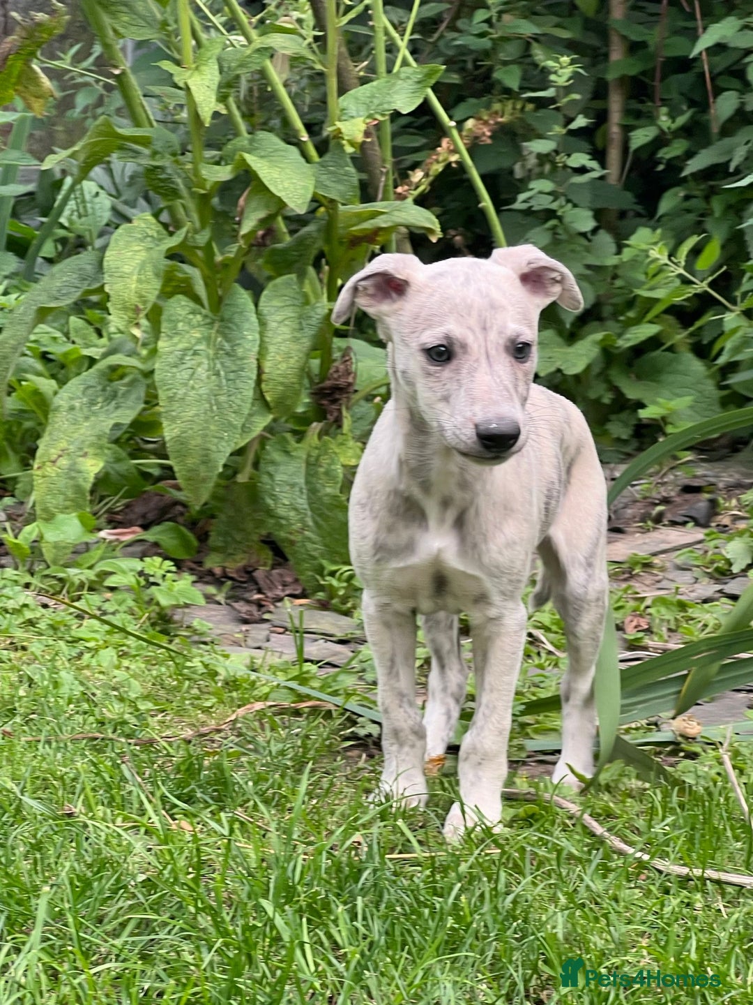 Whippet dogs for sale: Male whippet pups available  - Image 2